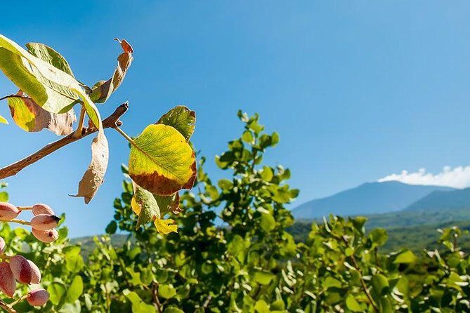 Private Etna tour and pistachio lunch in a pistachio farm - The Value of the Tour: What You’re Paying For