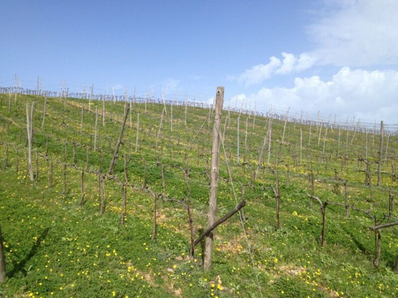 Private Exclusive Manousakis Winery and Vineyard Tour - FAQs