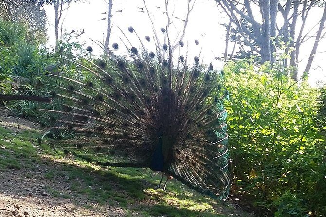 PRIVATE EXCURSION-Butterfly Valley, 7Springs and Filerimos Hill - Who Should Consider This Tour?