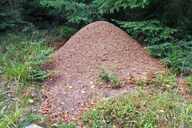 Private excursion: panorama and breath of fresh air at Mont-Sainte-Odile ! - Who Will Love This Experience?