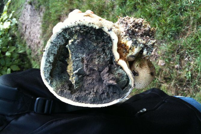 Private excursion: panorama and breath of fresh air at Mont-Sainte-Odile ! - FAQ