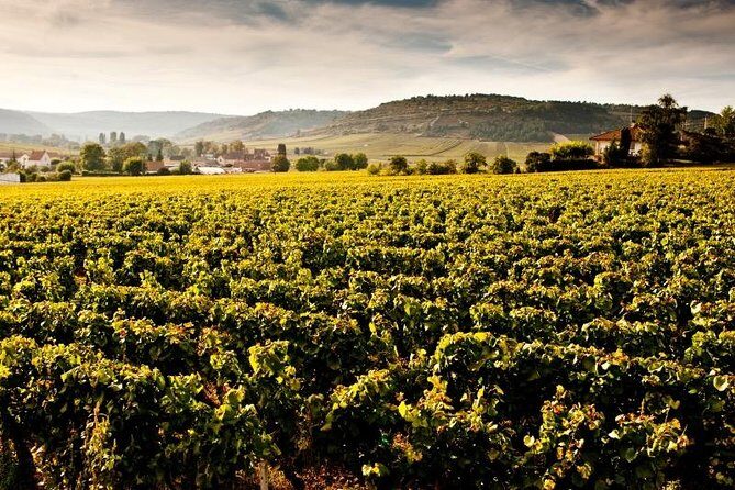 Private excursion to Côte de Beaune and Côte de Nuits (full day) - Key Points