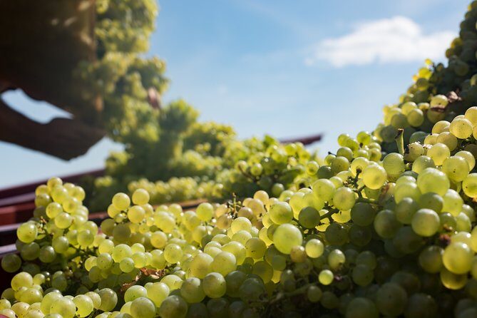 Private excursion to Côte de Beaune and Côte de Nuits (full day) - FAQ