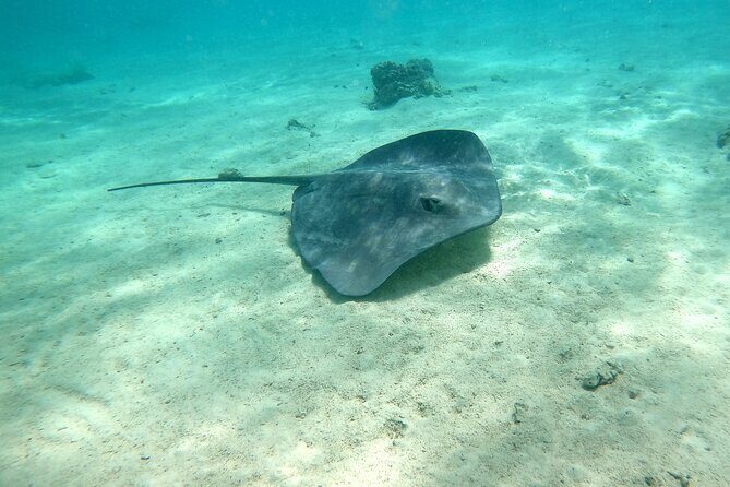 Private Excursion with E-Board in Moorea with snorkeling - The Experience in Detail