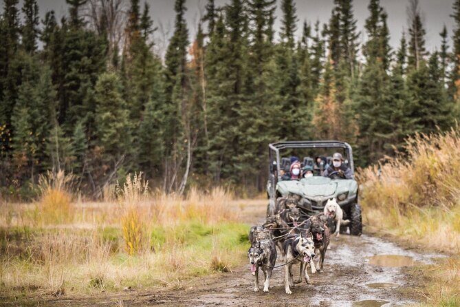 Private Fall Foliage Mushing Cart Ride in Fairbanks - The Dogs, the Guides, and the Stories