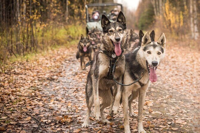 Private Fall Foliage Mushing Cart Ride in Fairbanks - Value and Cost: Is It Worth It?