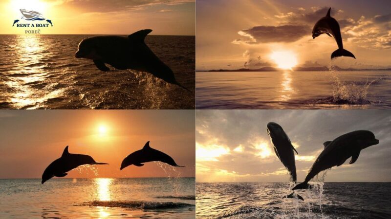 Private Family Dolphin Tour in Pore - FAQ