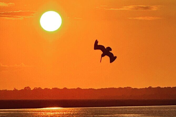 Private Folly Beach Dolphin Cruise (up to 12) - Exploring the Private Folly Beach Dolphin Cruise: An Honest Review