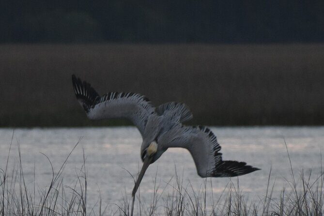 Private Folly River Sunset Dolphin Cruise - Why This Tour Might Be Worth It