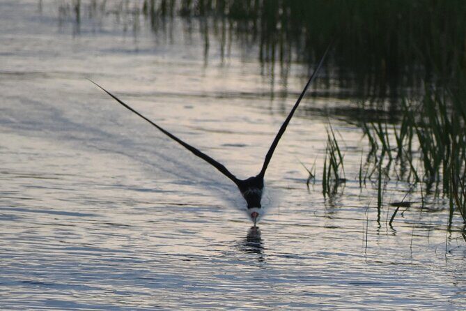 Private Folly River Sunset Dolphin Cruise - Who This Tour Is Best For