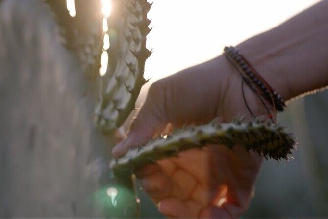 Private Food Tasting and Filmmaking Tour in Mexico City - FAQ