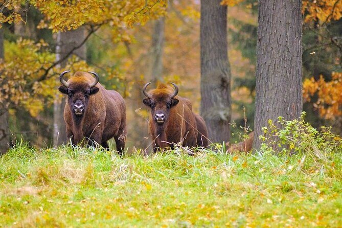 Private Full Day Bison Safari Tour in Bialowieza National Park - Key Points