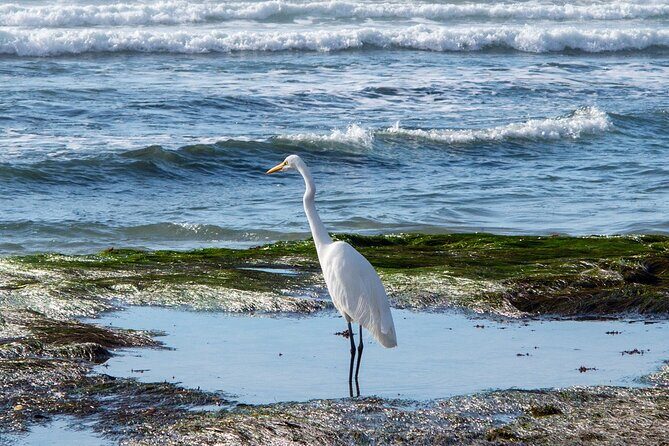 Private Full Day Coastal Tour from San Diego with private driver/guide - Who Would Love This Tour?