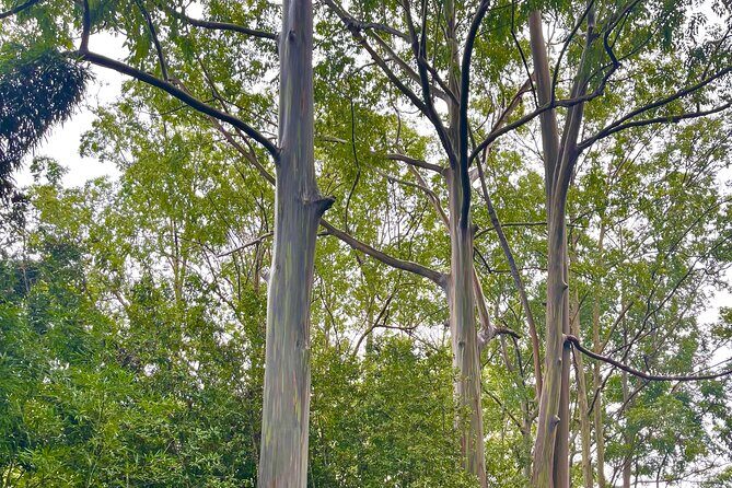 Private Full Day Hana Jeep Tour - The Route and Stops: What to Expect