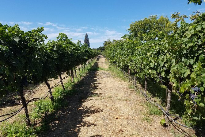 Private Full-Day Napa Wine Tour in a Luxury Vehicle - What the Reviews Say