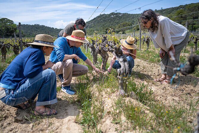 Private Full Day Pic Saint Loup Wine and Olive Tour with Lunch from Montpellier - An In-Depth Look at the Tour Itinerary