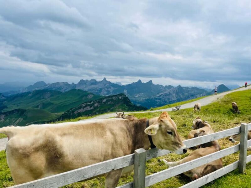 Private Full-Day tour around Central Switzerland - Final Thoughts