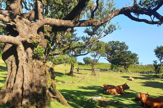 Private Full Day Tour by Jeep 4x4 West Side Madeira - FAQ