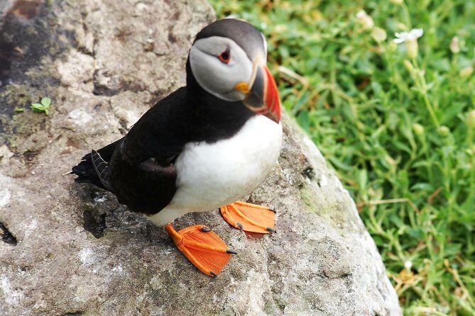 Private Full Day Tour From Killarney - Ring of Kerry/Skellig - What to Expect from the Tour