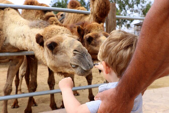 Private Full-Day Tour in Larnaca with Hotel Pick Up - Why Choose a Private Full-Day Tour in Larnaca?