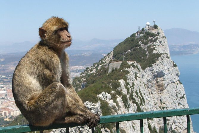 Private Full Day Tour of Gibraltar, Marbella and Puerto Banus from Malaga Hotel - Key Points