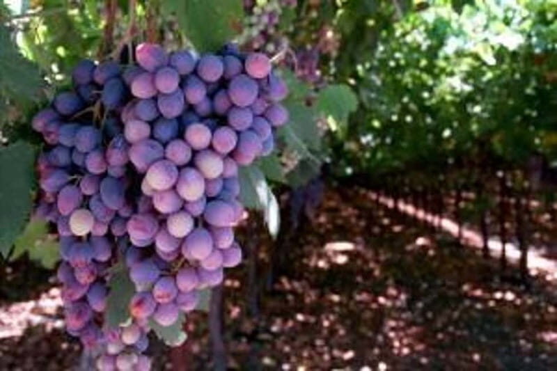 Private Full-Day Wine Tour from Dubrovnik to Peljesac - Exploring the Private Full-Day Wine Tour from Dubrovnik to Peljesac