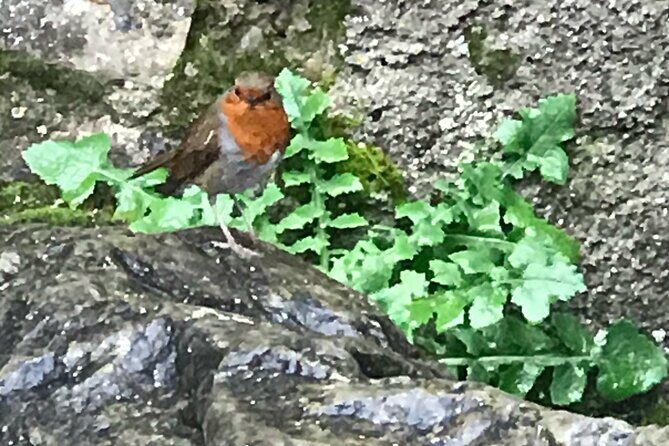 Private Garden of Ireland Wicklow Tour from Dublin - An In-Depth Look at the Wicklow Experience