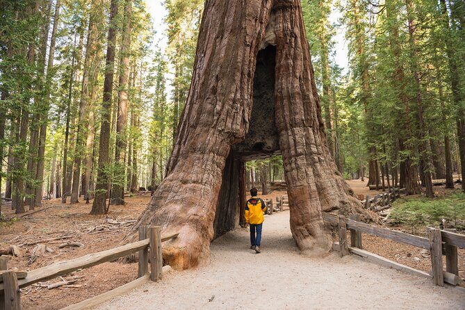 Private Giant Sequoia Grove Hike - Who Should Consider This Tour?
