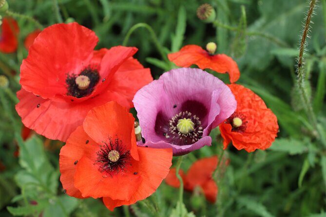 Private Giverny Roundtrip and Entrance Ticket from Paris - Considerations About Price and Value