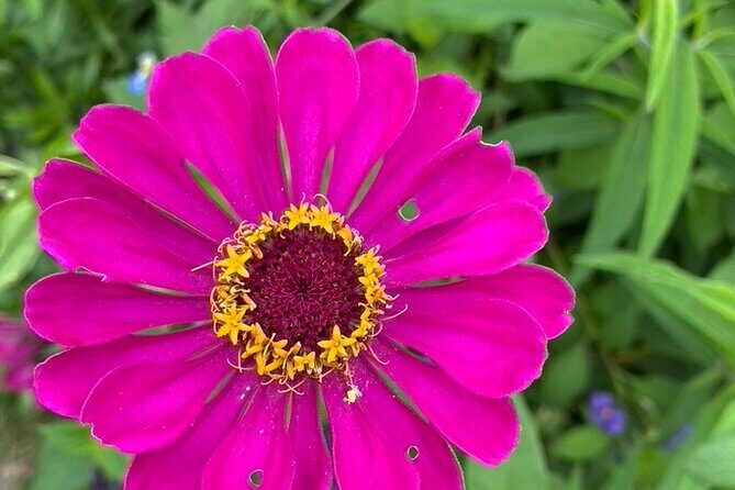 Private Giverny Roundtrip and Entrance Ticket from Paris - The Experience for Art and Nature Lovers