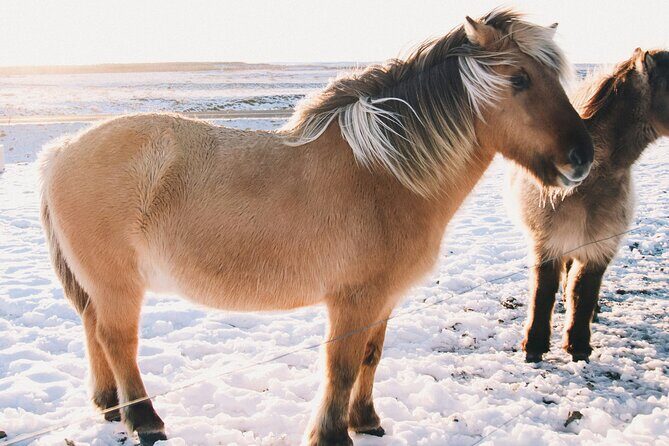 Private Golden Circle & Sky Lagoon Transfer and lunch (Up to 8 P) - Frequently Asked Questions