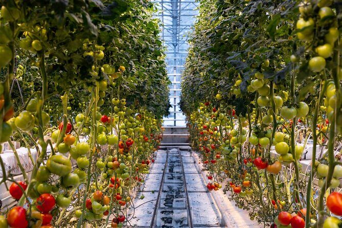 Private Golden Circle with Lunch at Tomato Farm (6 Locations) - Who Should Book This Tour?