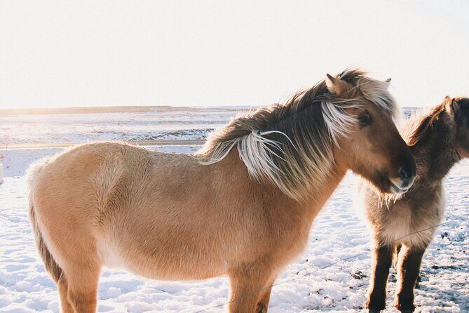 Private Golden Circle with Lunch at Tomato Farm (6 Locations) - Final Thoughts