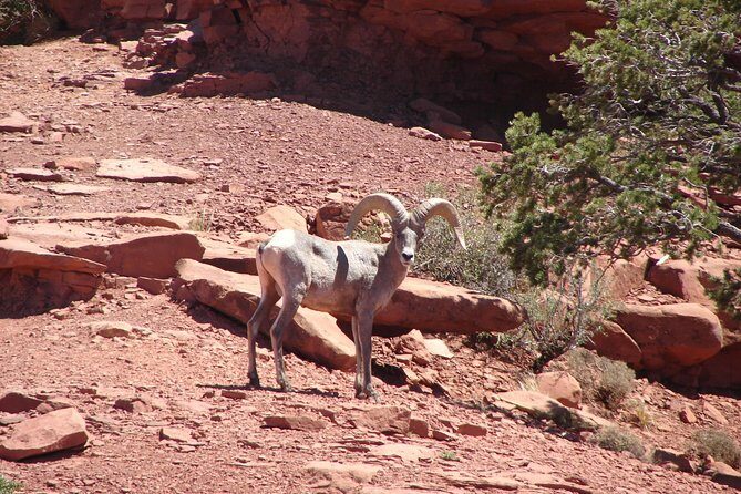 Private Grand Canyon Full Day Hike - Food and Refreshments