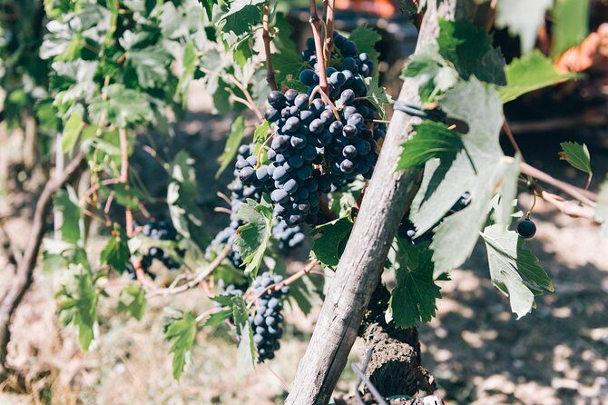 Private Grape stomping in Chianti from Siena - Dining: A Homemade Italian Lunch