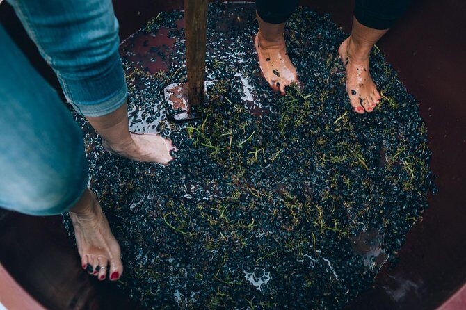 Private Grape stomping in Chianti from Siena - Final Thoughts: Is This Tour Right for You?