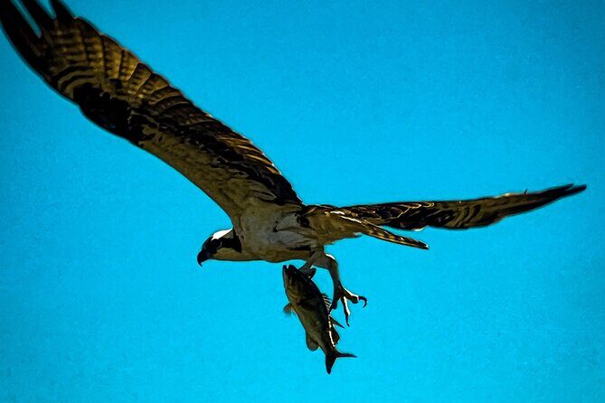 Private Guided Airboat Tour in Everglades, Fort Lauderdale - Key Points