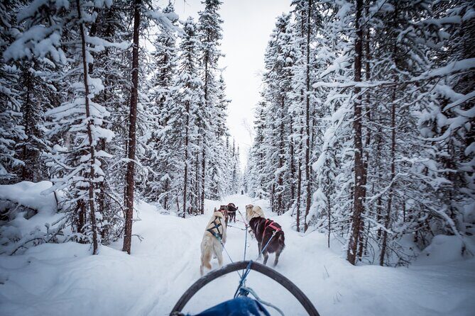 Private Guided Dog Sledding on the Historic Yukon Quest Trail - What to Expect from the Experience