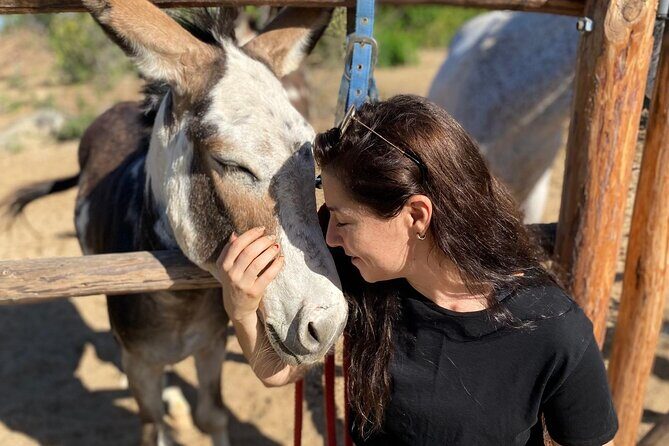 Private Guided Equine Meditation in Baja California - The Value of This Experience