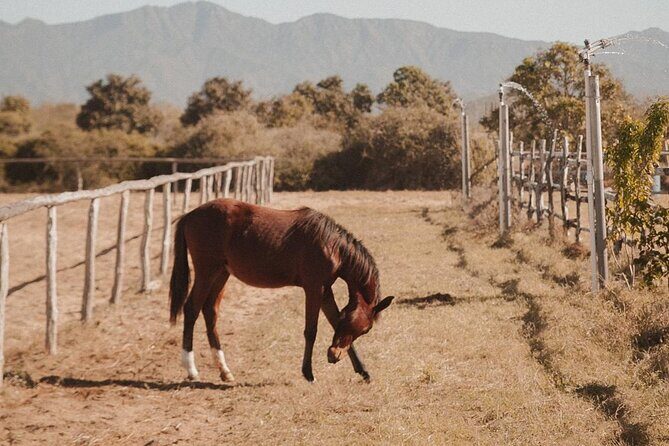 Private Guided Equine Meditation in Baja California - Final Thoughts