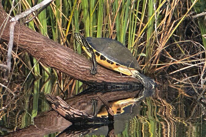 Private Guided Everglades Kayak Tour - What to Expect from the Tour
