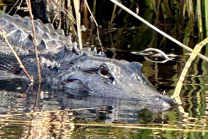 Private Guided Everglades Kayak Tour - Final Thoughts