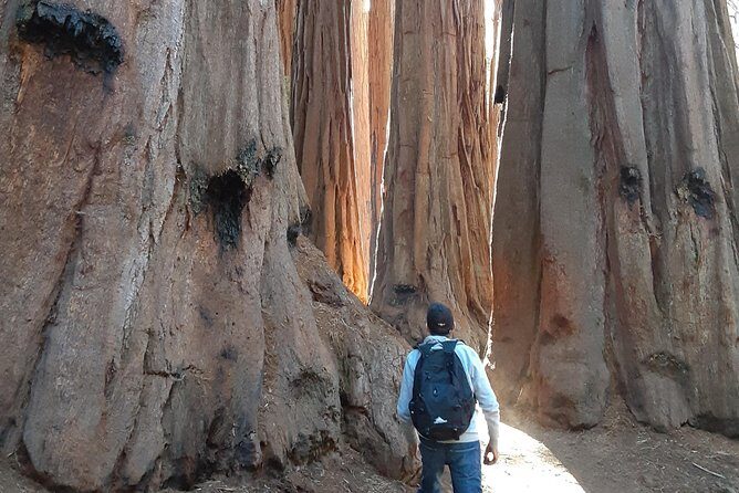 Private Guided Hiking Tour - Sequoia National Park - The Experience from Reviews: What Travelers Are Saying