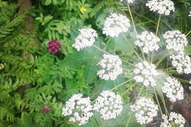 Private Guided Hiking Tour - Sequoia National Park - FAQs