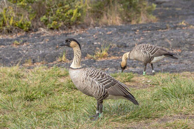 Private Guided Kilauea Volcano Tour - FAQ