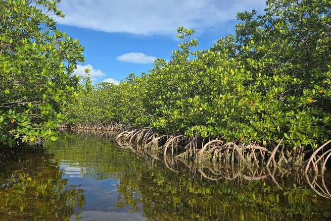 Private Guided Mangrove Eco-Tour Adventure - The Details That Matter
