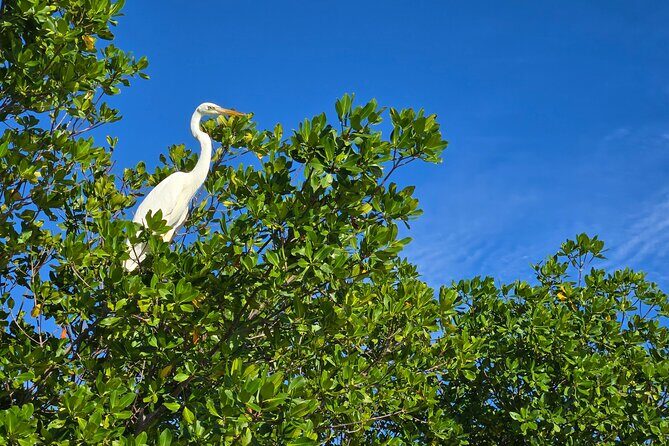 Private Guided Mangrove Eco-Tour Adventure - Wrapping It Up