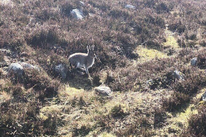 Private Guided Mountain Walking Experience in the Cairngorms - What We Learned from the Reviews