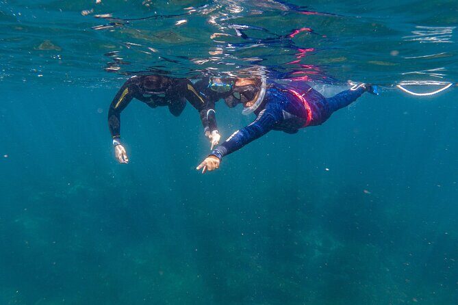 Private Guided Snorkeling in Cabo San Lucas - What to Expect from the Private Snorkeling Experience in Cabo