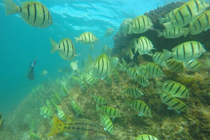 Private Guided Snorkeling in Cabo San Lucas - The Experience at El Arco and Beyond